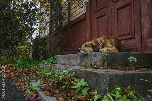 A mongrel dog lies sadly on the stone thresholds of a house, an autumn day