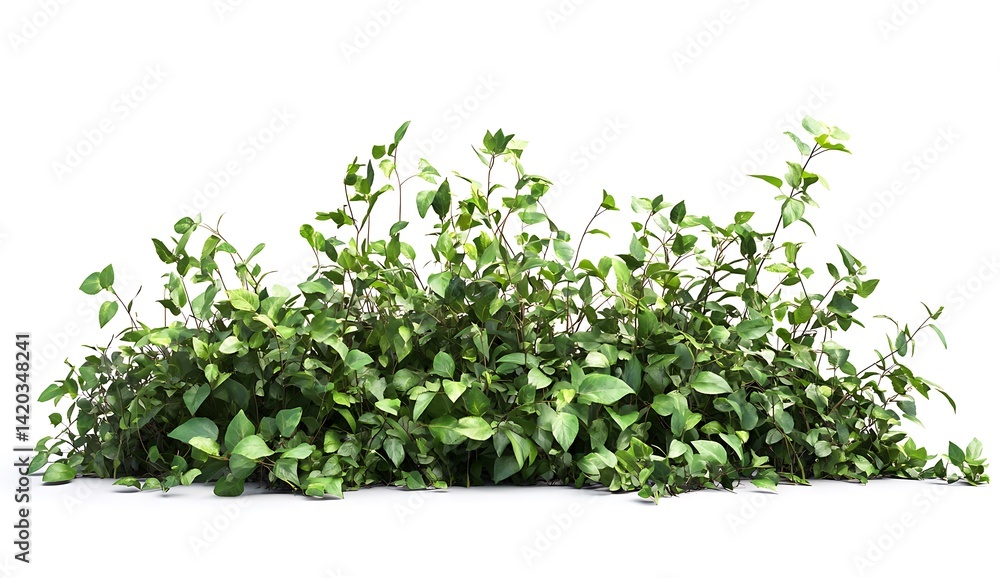 Obraz premium Lush Green Foliage with Vibrant Leaves on a White Background