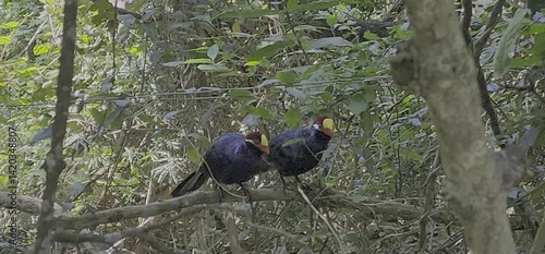 Violet turaco pair