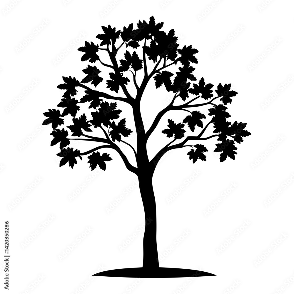 Obraz premium Silhouette of a deciduous tree with dense foliage on a white background