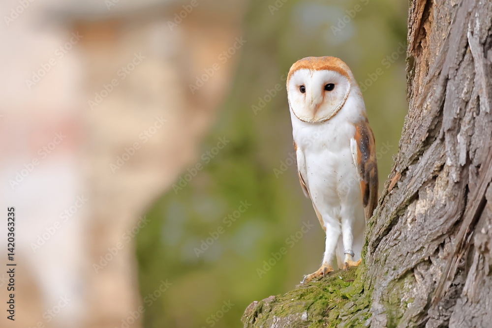 western barn owl, Tyto alba, Czech republic