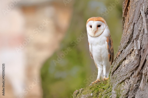 Obraz na płótnie western barn owl, Tyto alba, Czech republic w salonie