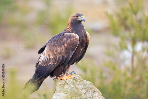  Golden eagle, Aquila chrysaetos, Czech republic