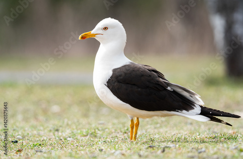 Side profile view of a lesser black-backed gull (Larus fuscus) standing in a grassy field in Stockholm