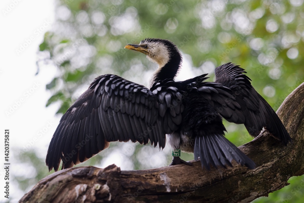 Fototapeta premium cormorant in the zoo