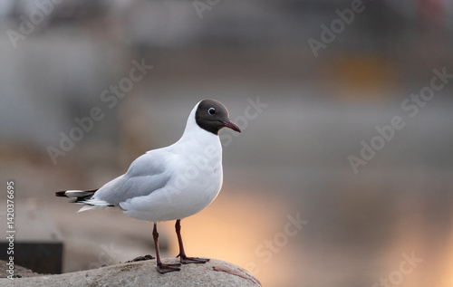 Canvas Print Black headed gull (Chroicocephalus ridibundus) sunset portrait in Stockholm