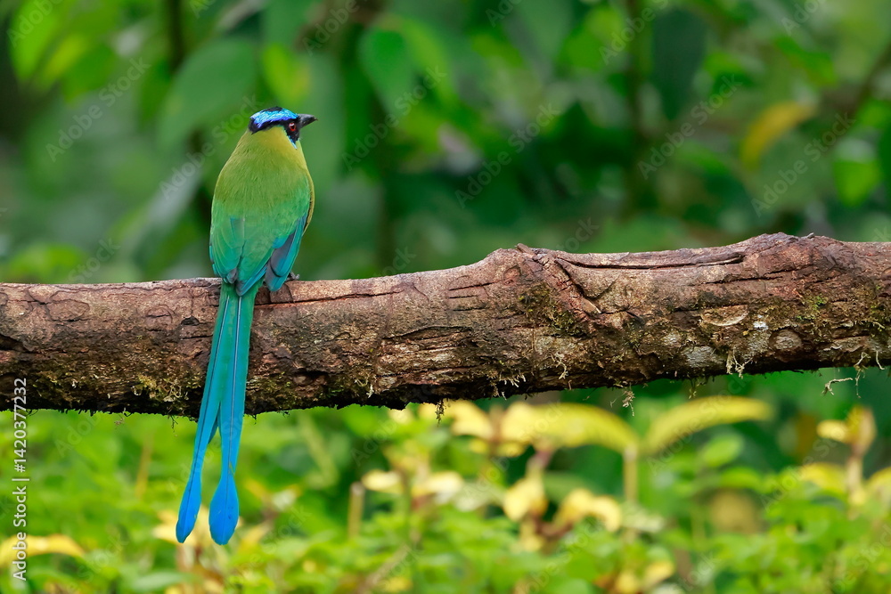 Andean motmot, Rein forest, Parque Nacional Cayambe-Coca, Ecuador