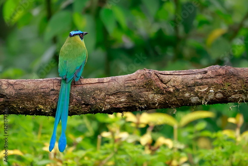 Obraz na płótnie Andean motmot, Rein forest, Parque Nacional Cayambe-Coca, Ecuador w salonie