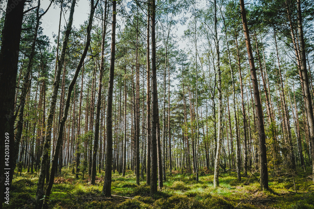 Green moss in the forest with sunlight, perfect for a peaceful forest walk and relaxation in nature Green moss in the forest with sunlight, perfect for a peaceful forest walk and relaxation in nature