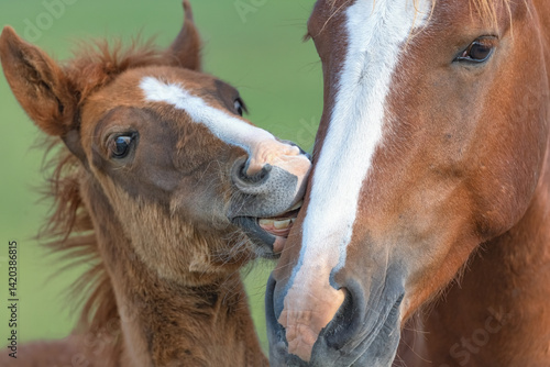 Bild auf Leinwand wild horse and foal