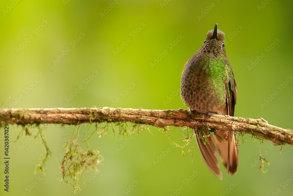 Buff-tailed coronet (Boissonneaua flavescens) Ecuador
