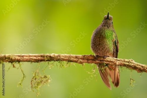 Obraz na płótnie Buff-tailed coronet (Boissonneaua flavescens) Ecuador w salonie