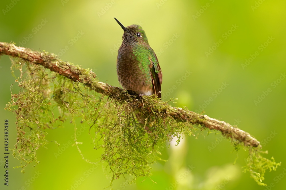 Buff-tailed coronet (Boissonneaua flavescens) Ecuador