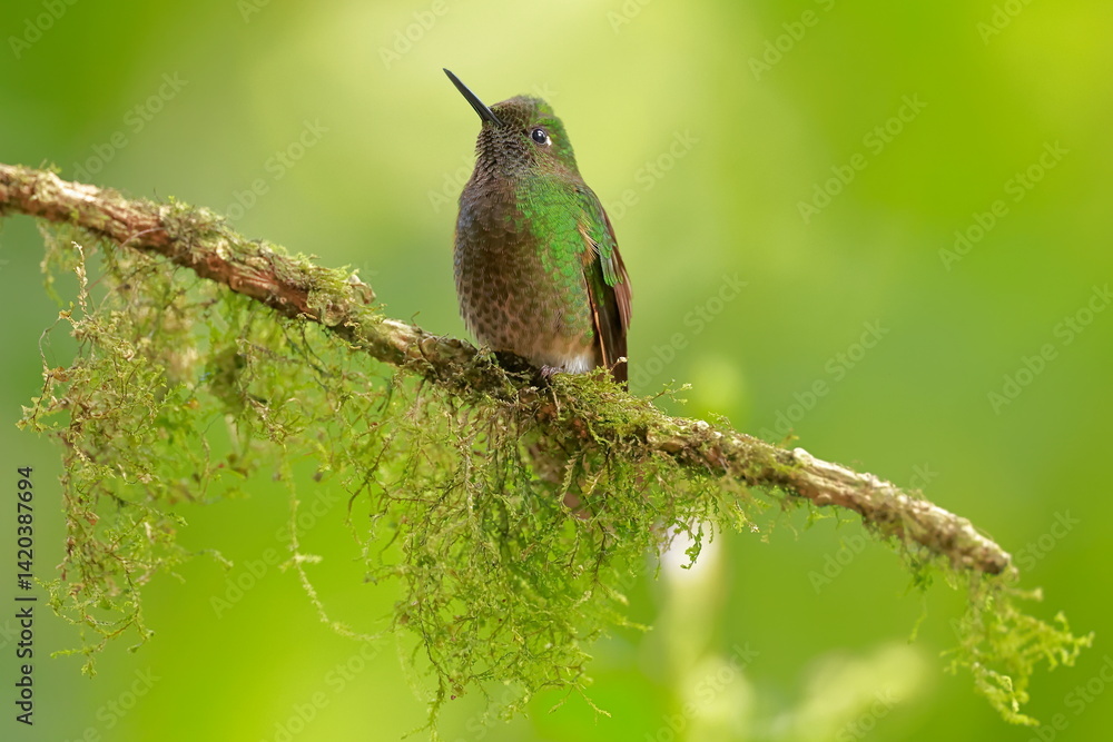 Buff-tailed coronet (Boissonneaua flavescens) Ecuador