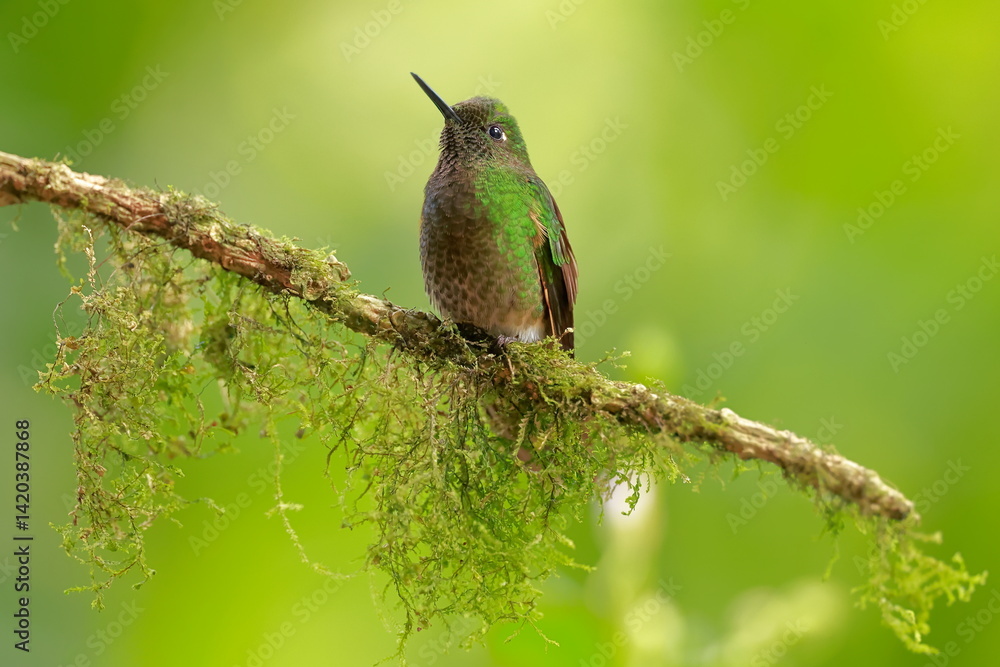 Buff-tailed coronet (Boissonneaua flavescens) Ecuador