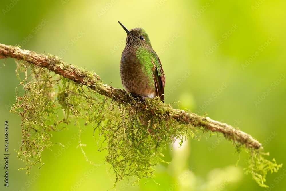 Buff-tailed coronet (Boissonneaua flavescens) Ecuador