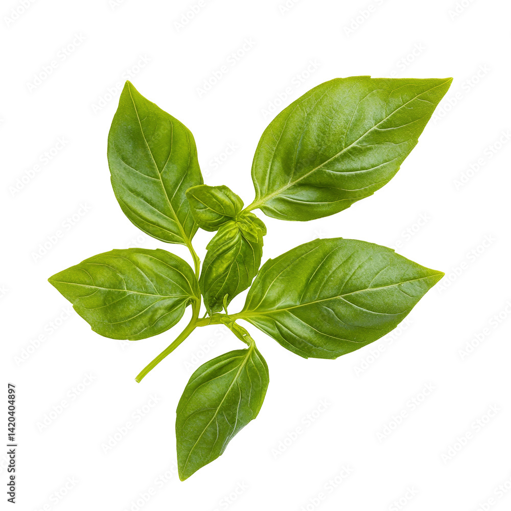Fototapeta premium Close up of fresh green Thai basil leaves showcasing vibrant color and texture in a studio setting, Close up studio shot of fresh green thai basil herb leaves isolated on transparent background