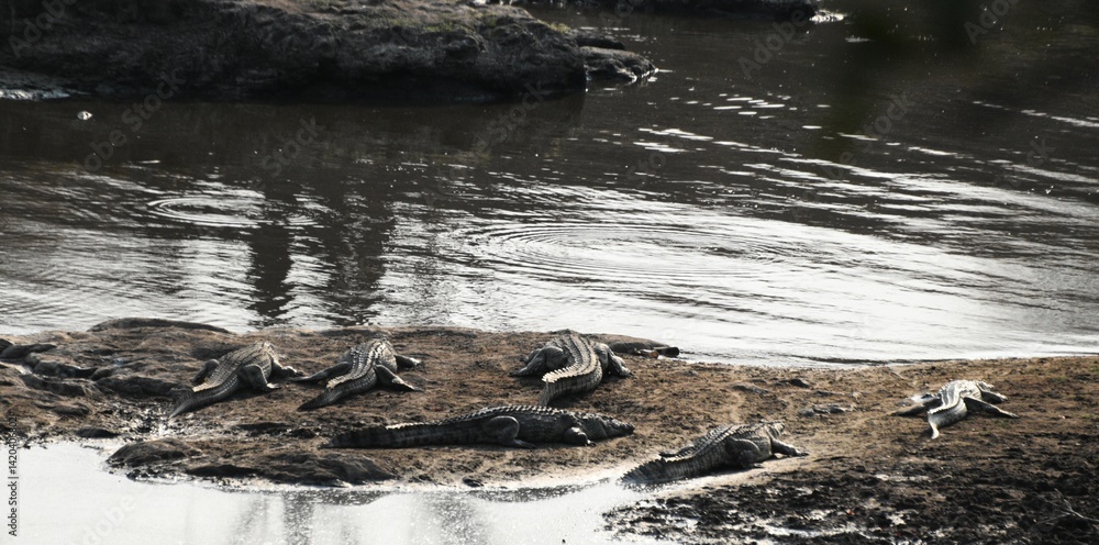 Obraz premium Group of Crocodiles Resting on Riverbank by Calm Water
