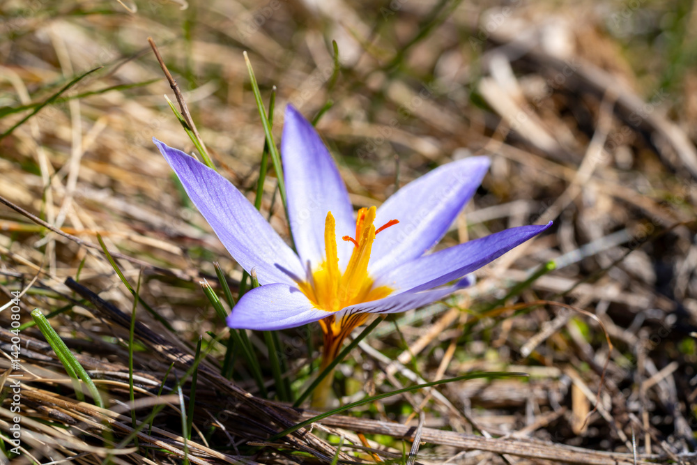 Crocus biflorus, the silvery crocus or scotch crocus, is a species of flowering plant in the family Iridaceae. It is native to south-eastern Europe and south-western Asia, including Italy, the Balkans Crocus biflorus, the silvery crocus or scotch crocus, is a species of flowering plant in the family Iridaceae. It is native to south-eastern Europe and south-western Asia, including Italy, the Balkans