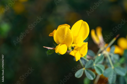Bild auf Leinwand Cyclopia, the honeybush, or heuningbos in Afrikaans, is a genus of some 20 species of flowering plants in the legume family Fabaceae, subfamily Faboideae