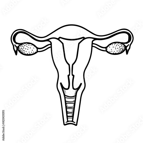 Female reproductive system illustration on a white background  