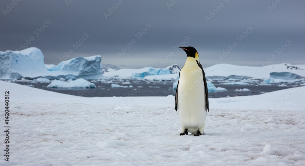 Fototapeta premium Solitary emperor penguin standing tall amidst the Antarctic wilderness beauty