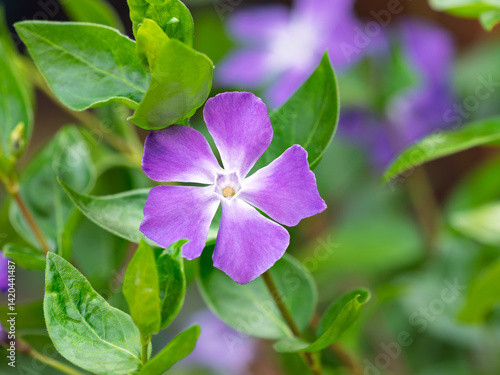 A purple flower with a white center surrounded by green leaves