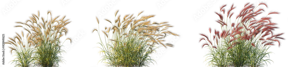 Set of Hordeum jubatum (foxtail barley, bobtail barley, squirreltail barley, intermediate barley) isolated frontal png on a transparent background perfectly cutout Set of Hordeum jubatum (foxtail barley, bobtail barley, squirreltail barley, intermediate barley) isolated frontal png on a transparent background perfectly cutout