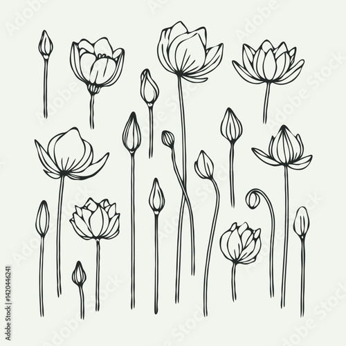 Lotus line art illustration. Set outline water lily sketch, doodle floral stems. Hand drawn Botanical drawing. Simple Stylized flowers. Black and White blooming