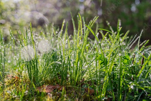 Fresh early grass morning droplets. Early cold spring sun garden full of vibrant color and fresh life and water close up macro shots
