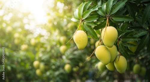 Lush Mango Tree with Ripe Fruits in Tropical Orchard on Sunny Day