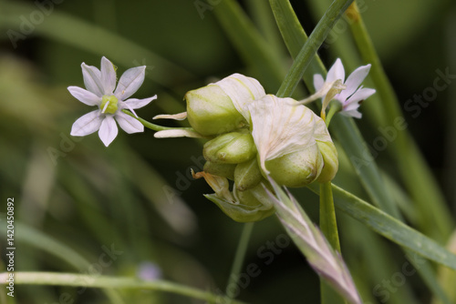 Meadow garlic, Allium canadense