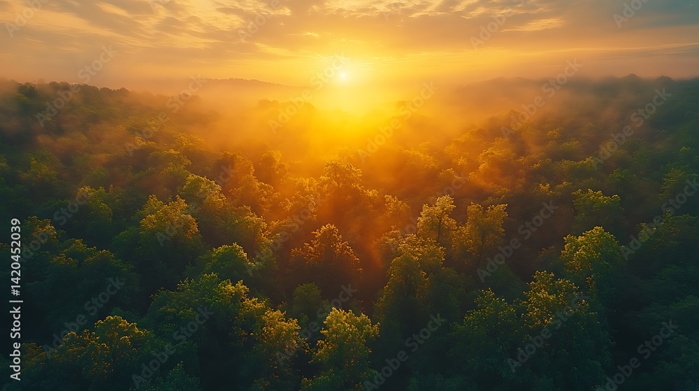 Naklejka premium Majestic Golden Hour Forest Aerial Photo With Fog And Sunlight Beams