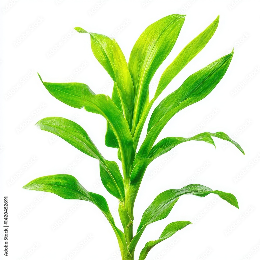 Fototapeta premium Green leafy plant close up shot on white background