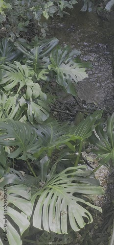 Water stream in forest 