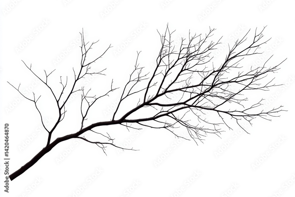 Obraz premium Bare tree branches against a white background (1)