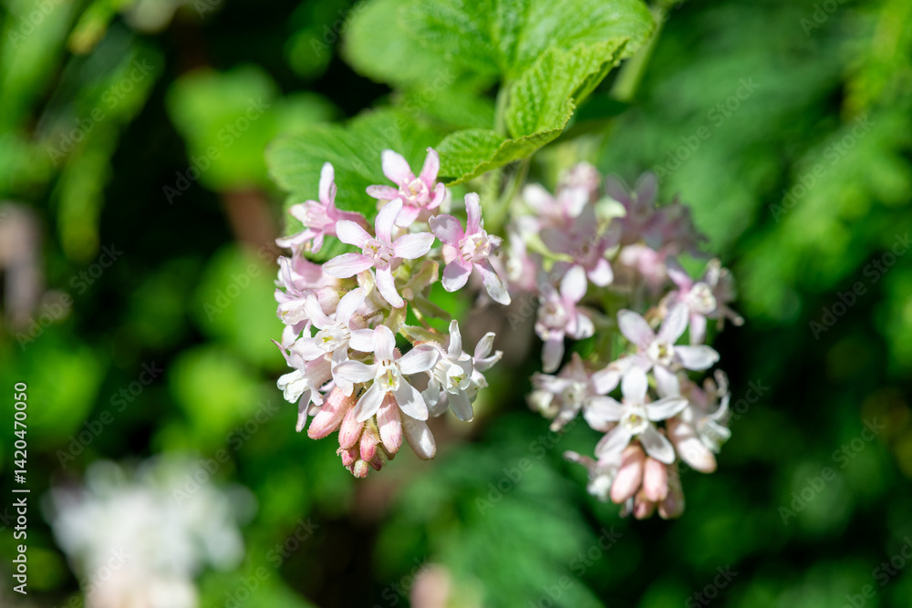 Close up of red flowering currant (ribes sanguineum) flowers in bloom Close up of red flowering currant (ribes sanguineum) flowers in bloom