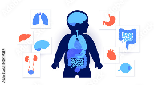 Internal organs of the child