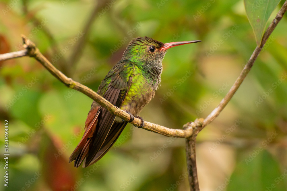 Naklejka premium A close up side view of a perched Rufous-tailed Hummingbird