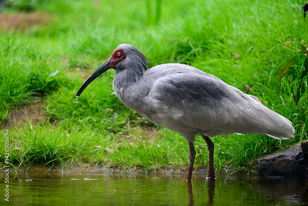 Naklejka premium トキ