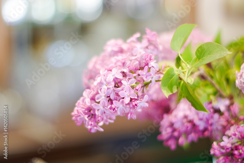 spring flowers in bloom