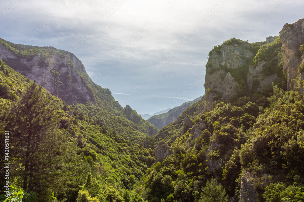 Forest of the Mount Olympus, Greece