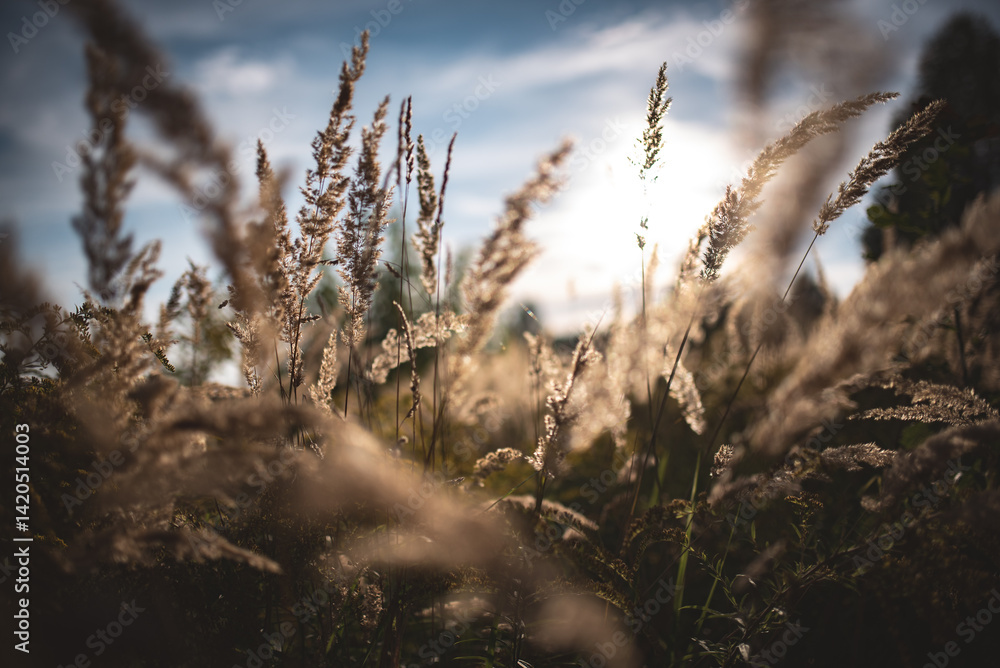 Beautiful scene of golden tall grass under a bright sky on a sunny day. Beautiful scene of golden tall grass under a bright sky on a sunny day.