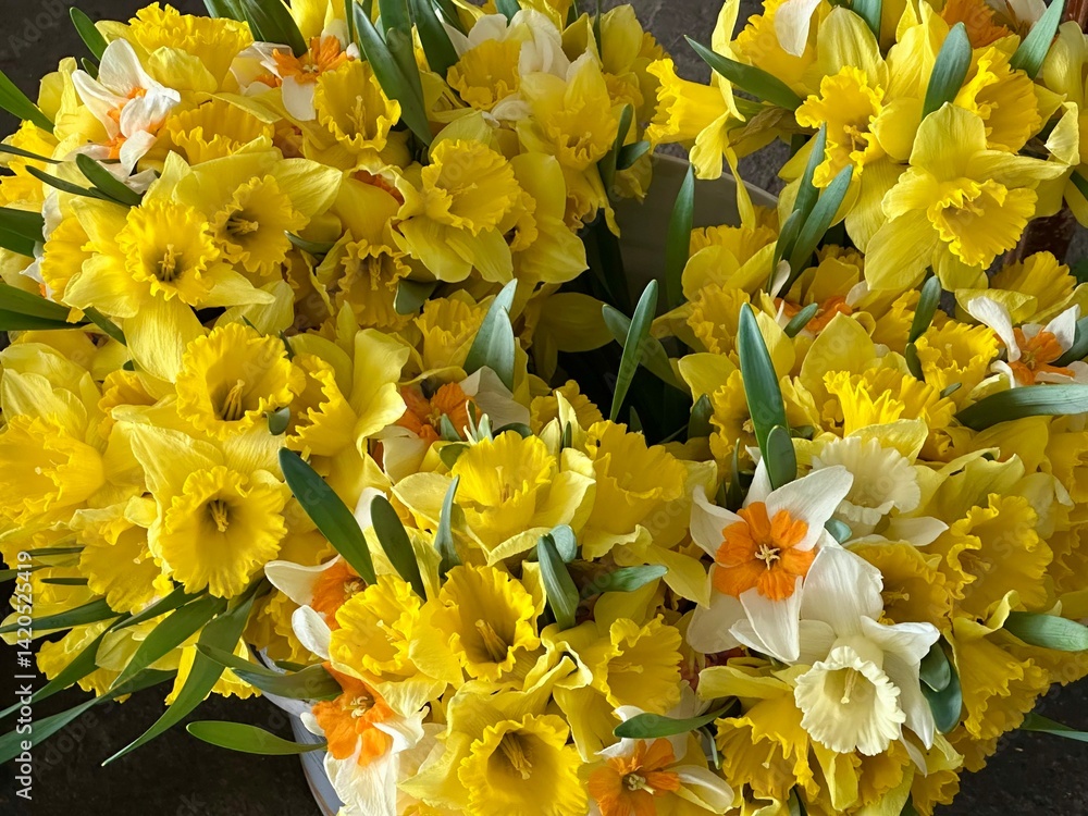 Obraz premium Bouquets of fresh daffodil flowers