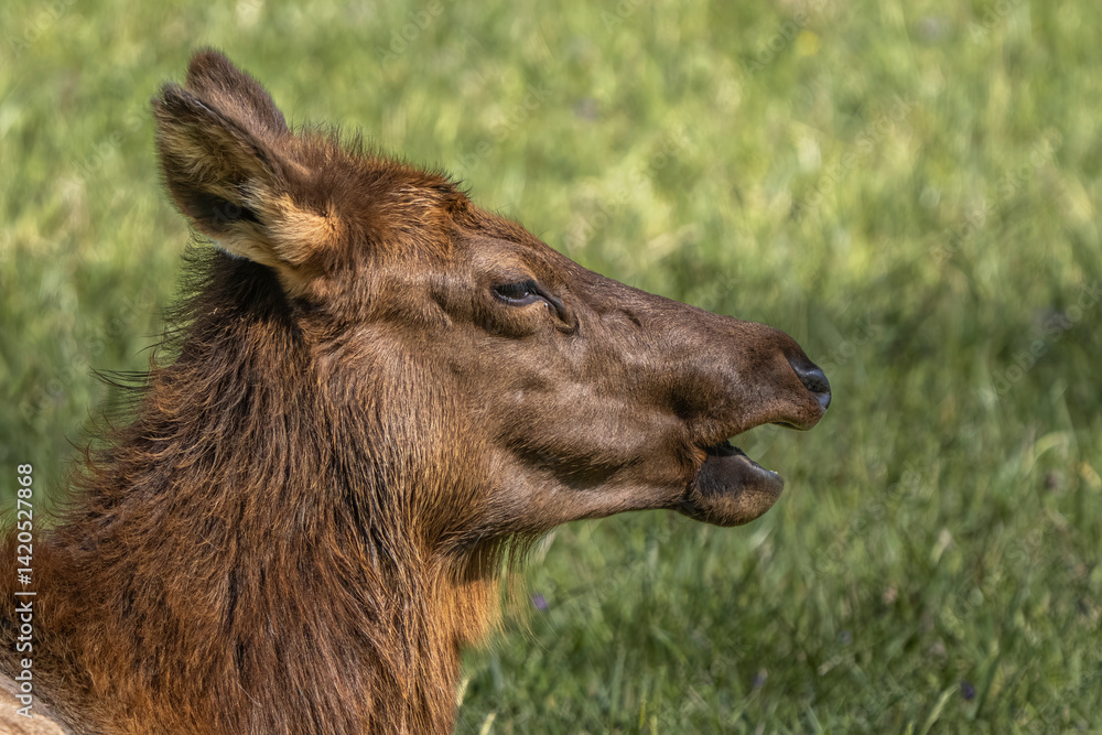 Fototapeta premium elk