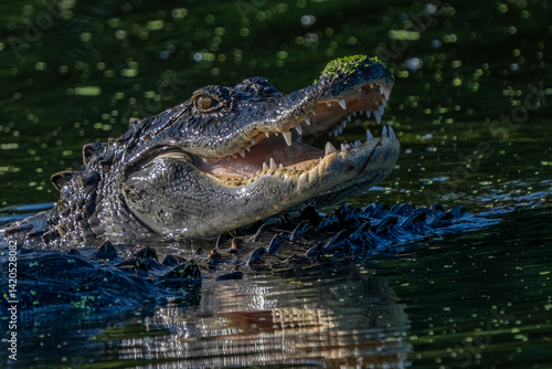 crocodile in the water