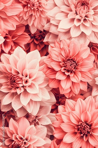 Coral Dahlia Flowers Bloom Close Up Botanical