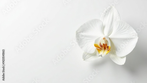 Delicate white orchid blossom on pure white backdrop, bright, botanical