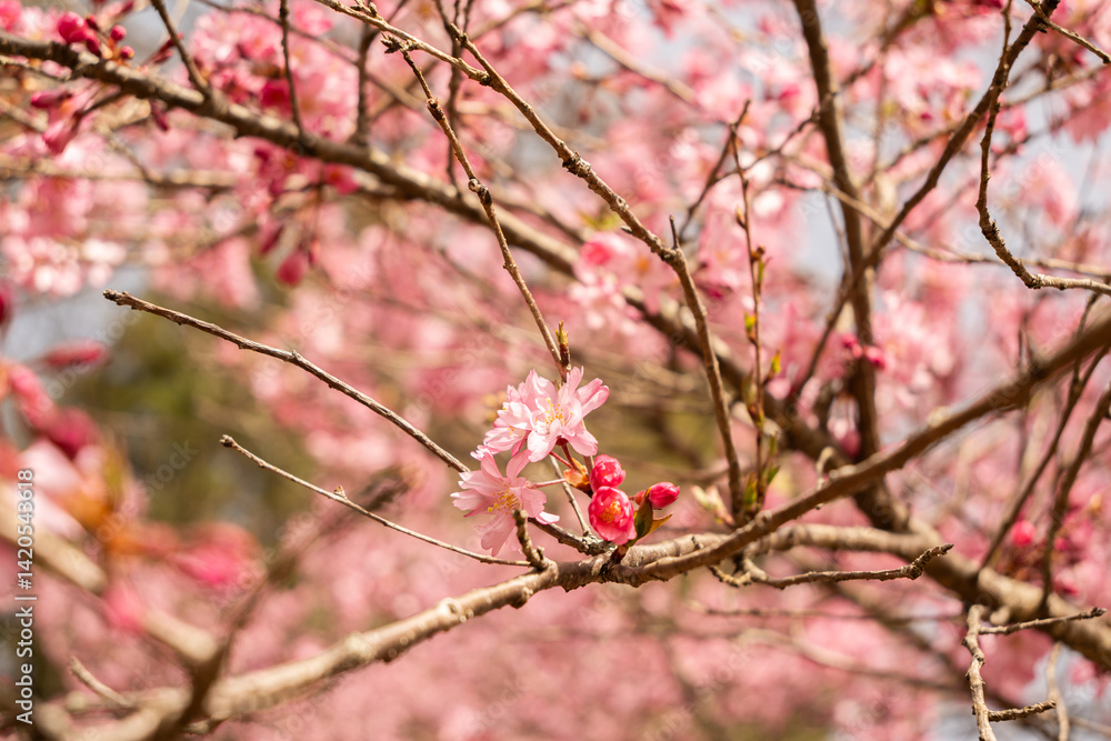 大町公園に咲く桜の花 春景色 長野県 大町公園に咲く桜の花 春景色 長野県