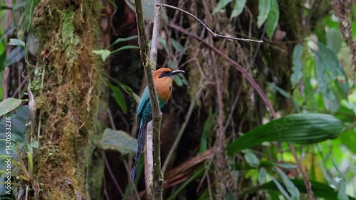 Motmot on a branch in a cloud forest